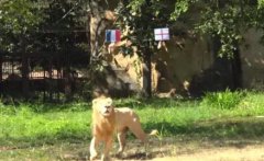 太阳报：泰国一狮子预测英法大战看好法国，它的成功率在80-90%